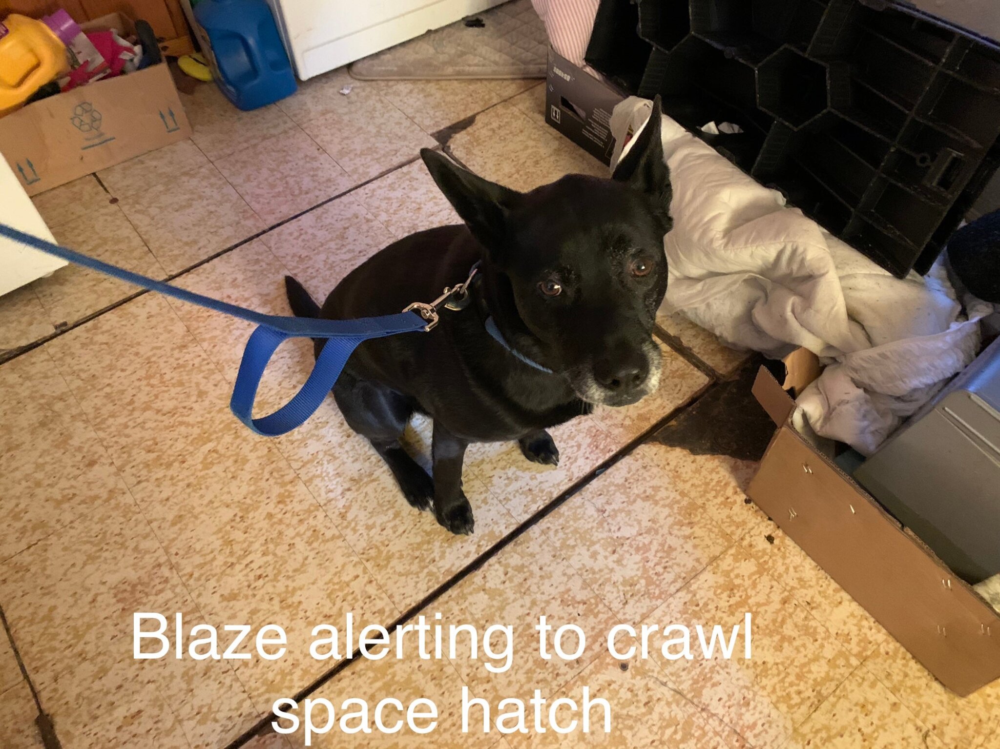 Why use a Mold Dog? Iron Dog Inspections