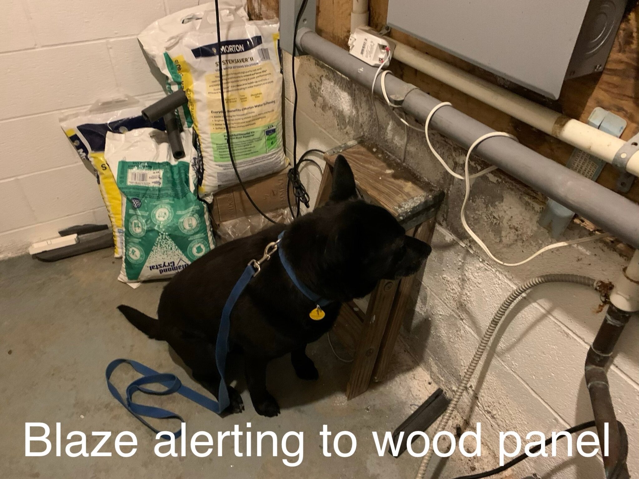 Why use a Mold Dog? Iron Dog Inspections